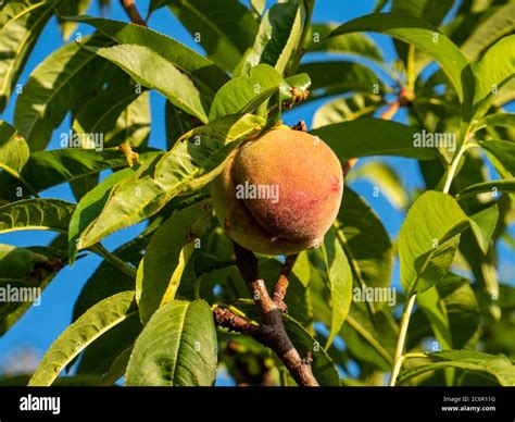 Dwarf Peach Prunus Persica In The Garden Stock Photo Alamy