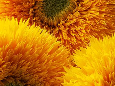 Hd Wallpaper Sunflower Three Bloom Yellow Orange Petal Bright