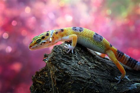 10 Fun Facts About Reptiles