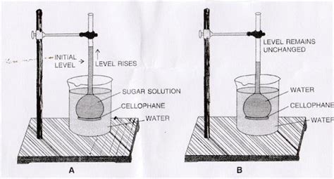 Demonstration Of Osmosis Process By A Simple Experiment