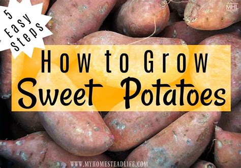 How To Grow Sweet Potatoes In 5 Easy Steps My Homestead Life