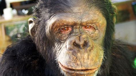 Ape Man National Geographic Channel International
