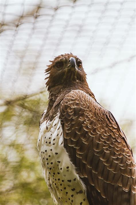 Red Shouldered Hawk Bird Predator Branch Hd Phone Wallpaper Peakpx