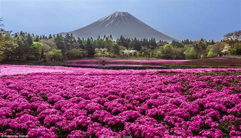 Japans Hitachi Seaside Park Pictured In Stunning Photos During April