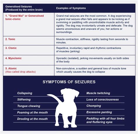 Epilepsy And Seizures In Dogs Petlifenz