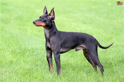 English Toy Terrier Dog Breed Information Buying Advice Photos And