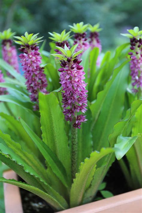 Eucomis Pineapple Lilies For Your Patio Longfield Gardens