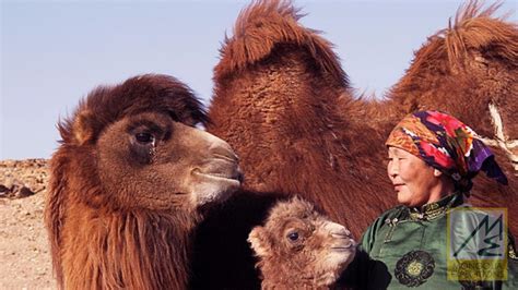 When a mother camel refuses to sustain her child, the keepers of the camels often reunite them in a ritual with folk music and chanting, the results of there are films written with such soul and poetry they stay with you forever. The True Story of the Weeping Camel