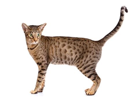 7 Exotic Cat Breeds Look Like Leopards