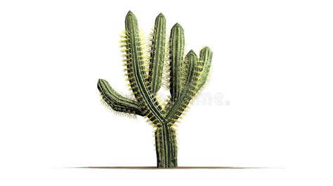 Background Cactus Saguaro White Stock Illustrations 1079 Background