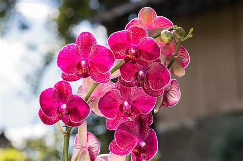 Beautiful Orchids Of Different Colors Phalaenopsis Hybrids Stock