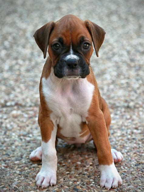 Lizzy The Boxer Puppy Boxer Dog Puppy Boxer Dogs Boxer Dogs Facts