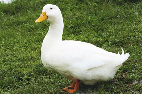 Pekin Duck Americas Most Popular Dual Purpose Breed