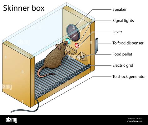 Skinner Operant Conditioning Skinner Boxes Illustration Of The
