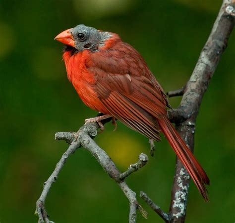 Bald Cardinal Flickr Photo Sharing