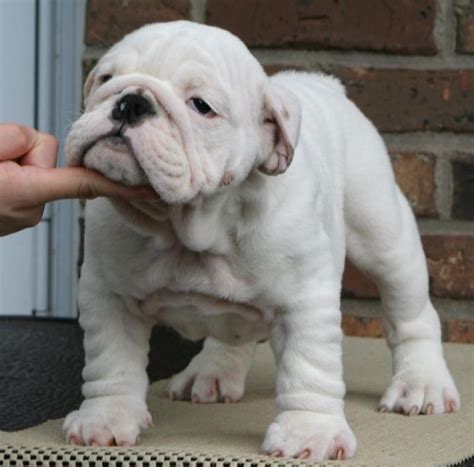 Find english bulldogs puppies & dogs for sale uk at the uk's largest independent free classifieds site. English Bulldog Puppies for Sale in NJ, NY, and PA - Champion Breeder | AKC English Bulldog ...