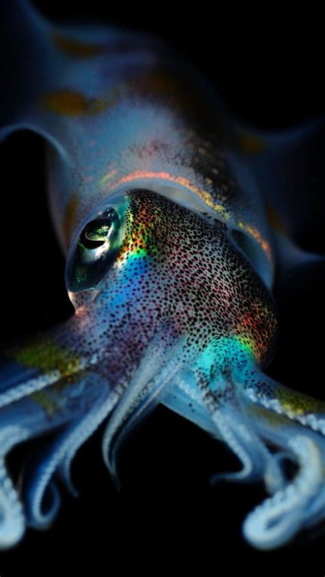 Animals Squid Blue Animals More At Fosterginger Pinterest Deep Sea