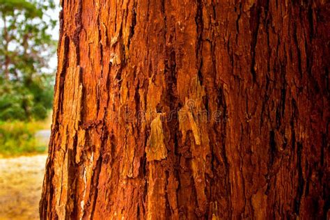 The Vivid Red Trunk Of The Tree Stock Image Image Of Beautiful Trunk 86460807