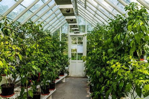 Top 5 Diy Greenhouse Kits What To Look For