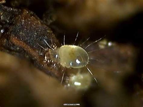 How do mites harm human? What Are Mold Mites & How To Get Rid Of Them