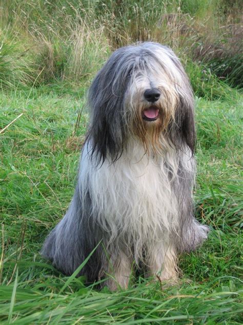 A Dog That Wears His Facial Hair Well The Bearded Collie Bearded