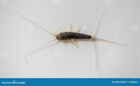 Long Tailed Silverfish Ctenolepisma Longicaudata Stock Image Image