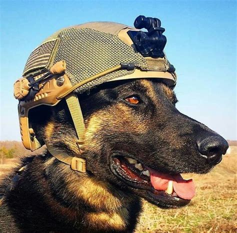 List 92 Pictures Pictures Of Army Dogs Superb