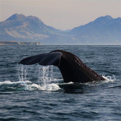 Whale Watch Kaikoura Aktuell Für 2022 Lohnt Es Sich Mit Fotos
