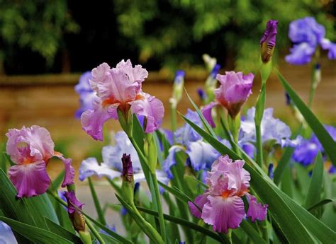 Pink Blue Irises Garden Plants Iris Garden Iris Painting Iris Flowers
