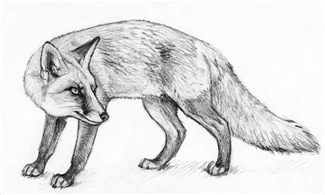 Sketch Of A Fox By Silvercrossfox On Deviantart