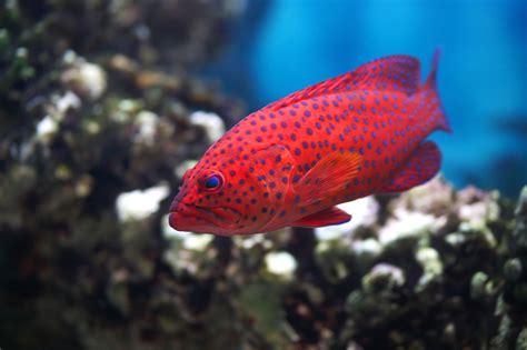 Even the smallest pet fish require at least 10 gallons of water (preferably more) to live in a healthy environment. Cute and Funny Names for Your Pet Fish That Will Crack You ...