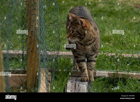 Tabbycoat Hi Res Stock Photography And Images Alamy