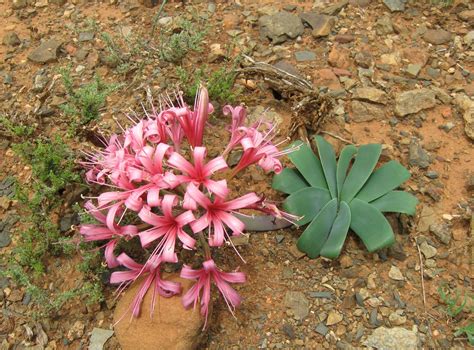 Desert Plants And Wild Flowers Images Ammocharis Coranica