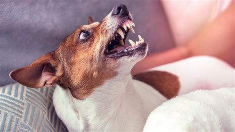 犬が突然凶暴になってしまう原因5選 適切な対応と接し方 わんちゃんホンポ
