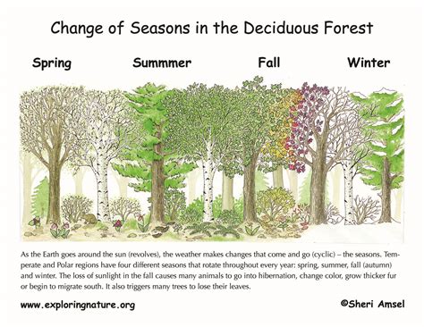 Seasons In The Forest Poster