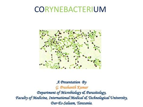 Corynebacterium Diphtheriae Chinese Letter