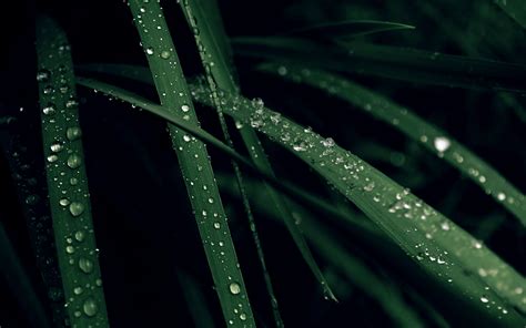 3840x2160 Resolution Green Linear Leafed Plant Grass Water Drops