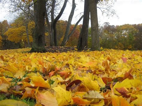 Golden Leaves Photograph By Michael Mcferrin Fine Art America