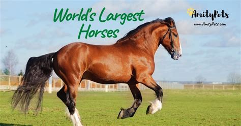 The Worlds Largest Horses Complete List Of The Biggest Horse Breeds