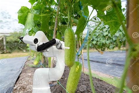 Smart Robotic Farmers Harvest In Agriculture Futuristic Robot