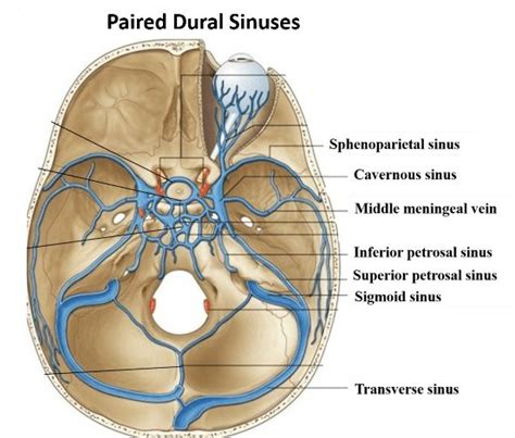 Dural Venous Sinuses Paired And Unpaired Venous Sinuses Head And