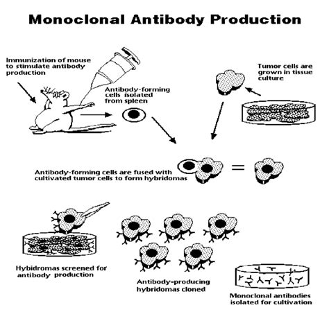 But now a vaccine may soon be available. A summary of the process of monoclonal antibody production ...