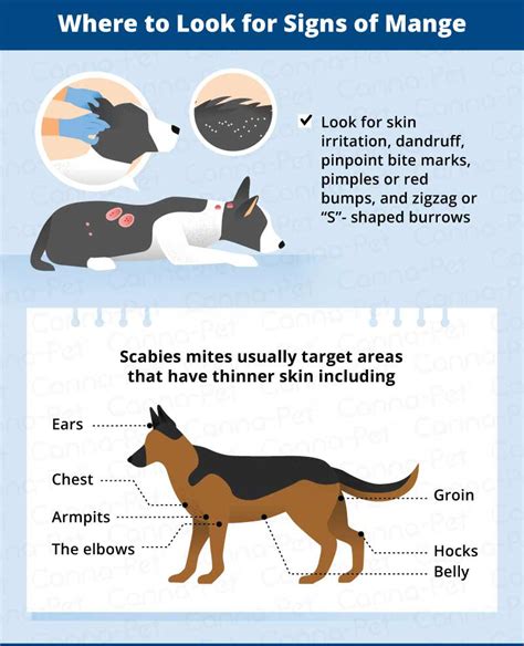 25 Beautiful Beginning Signs Of Mange In Dogs Demodectic Mange