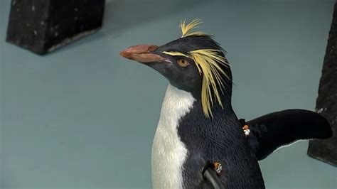 Moody gardens has four of them. Penguins meet and greet you at Aquarium at Moody Gardens ...