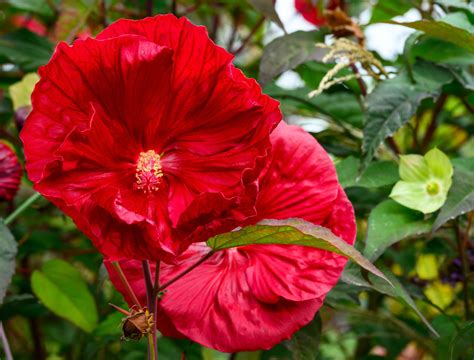 8 Tips For Growing Hardy Hibiscus