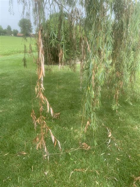 What Is Happening To The Weeping Willows Purdue Landscape Report