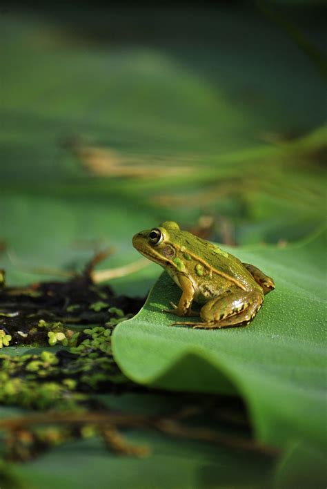 Frog On Lily Pad Frog Cute Frogs Frog And Toad