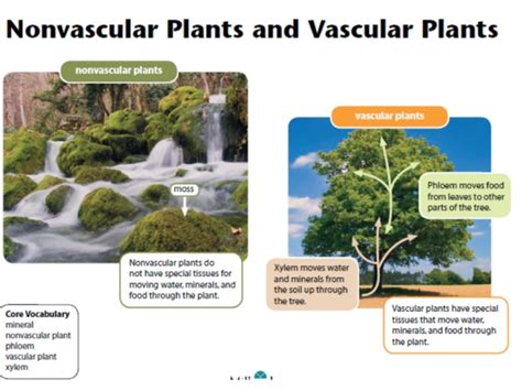 Vascular And Non Vascular Plants