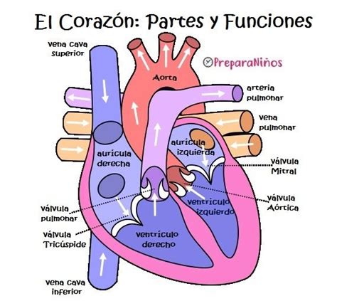El Corazón Partes y Funciones para niños Anatomia cardiaca Anatomia y fisiologia Anatomia y