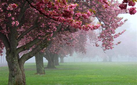 Nature Landscape Cherry Trees Mist Pink Flowers